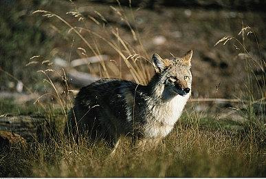 传Switch 2性能可媲美PS4 Pro